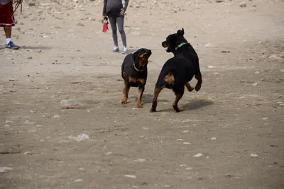 DSC_2997 (Large).JPG